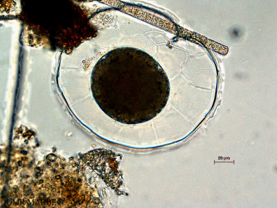 phyto/Scattered_Islands/all/COMMA April 2011/Noctilucales 3 (recomposé)(copy)_thumb.jpg